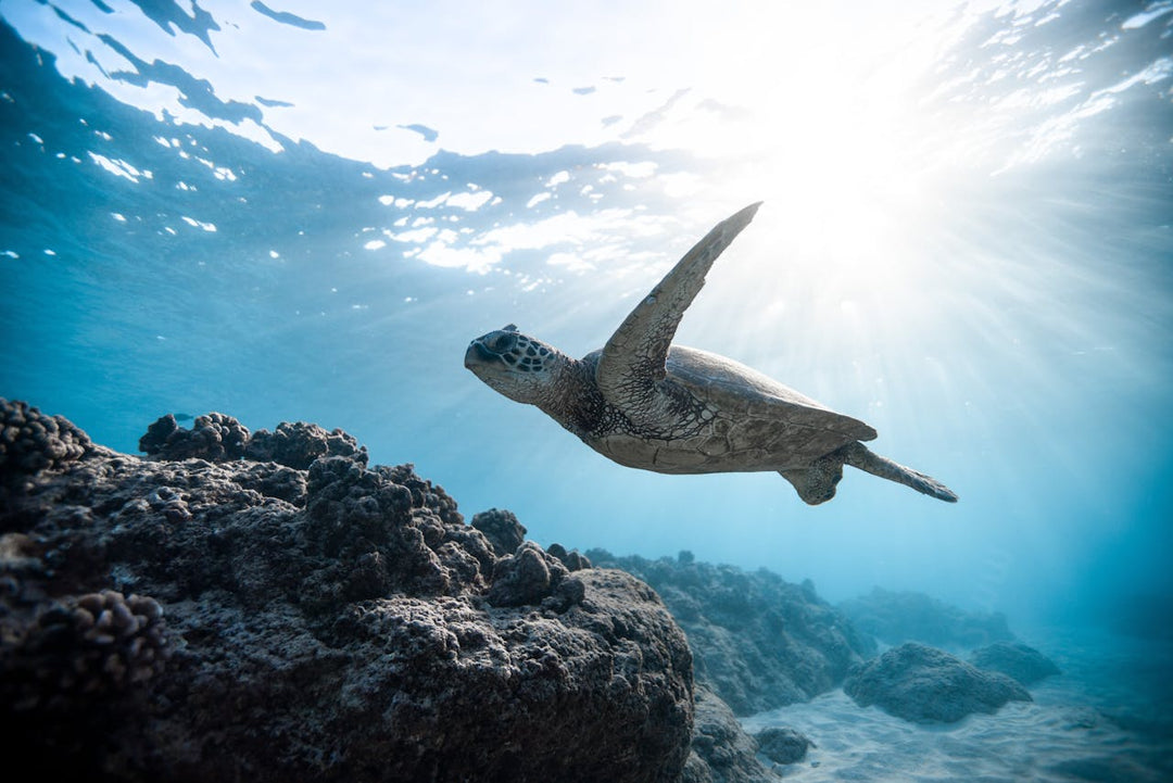 Underwater Photography for Beginners: A Friendly, Fact-Filled Guide