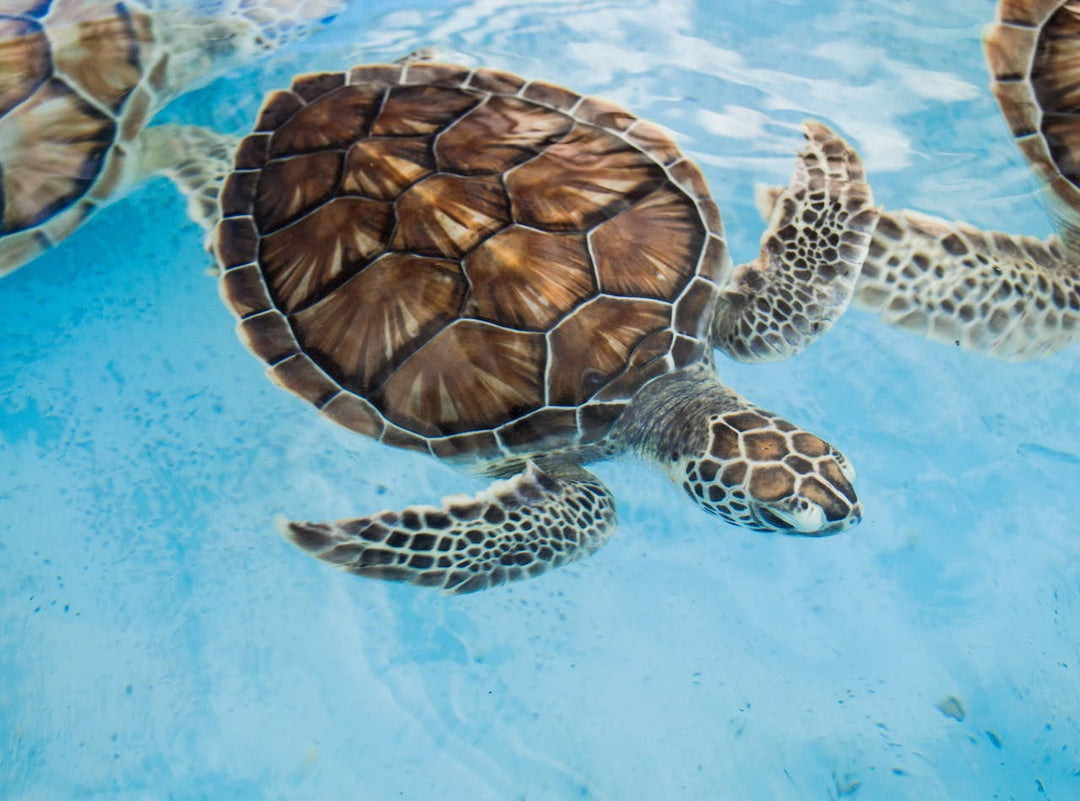 Water Sports and Wildlife: Respecting Nature While Riding the Waves